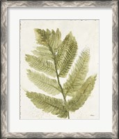 Framed 'Forest Ferns I Antique' border=