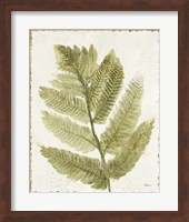 Framed Forest Ferns I Antique