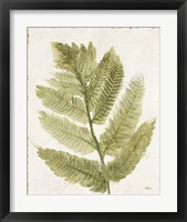 Framed 'Forest Ferns I Antique' border=