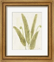 Framed Forest Ferns II v2 Antique