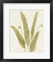 Framed 'Forest Ferns II v2 Antique' border=