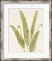 Framed Forest Ferns II v2 Antique