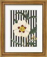 Framed Herbal Botanical XXVII Bold