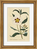 Framed Herbal Botanical XXVII