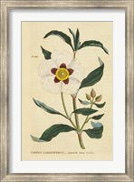 Framed Herbal Botanical XXVII