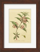 Framed Herbal Botanical XXVI
