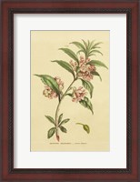 Framed Herbal Botanical XXVI