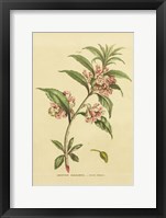 Herbal Botanical XXVI Framed Print