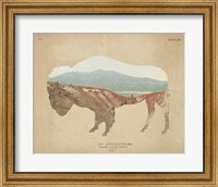 Framed American Southwest Buffalo Distressed