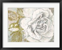 Framed White Rose Blossom