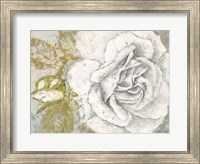 Framed White Rose Blossom