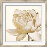 Framed Vintage Lotus Cream II