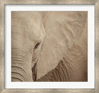 Framed Elephant Up Close