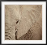 Framed Elephant Up Close