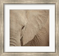 Framed Elephant Up Close