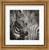 Framed Zebra Pair