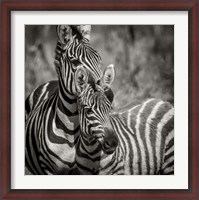 Framed Zebra Pair