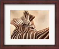 Framed Zebra Looking Over Shoulder