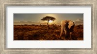 Framed Elephant and Tree