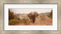 Framed Elephant in the Savannah