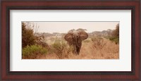 Framed Elephant in the Savannah