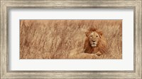 Framed Majestic Lion