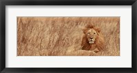 Framed Majestic Lion