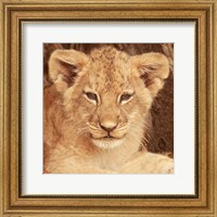 Framed Lion Cub