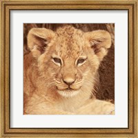 Framed Lion Cub