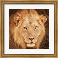 Framed Lion Up Close