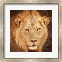 Framed Lion Up Close