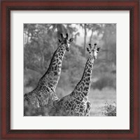 Framed Pair of Giraffes