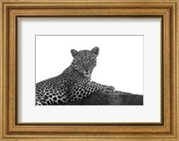 Framed Leopard in Black and White