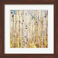 Framed Birch Grove