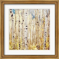 Framed Birch Grove