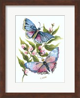 Framed Butterfly in Pink and Blue