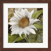 Framed 'White Sunflower I' border=