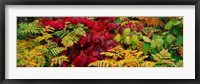Framed Fall Foliage in Adirondack Mountains