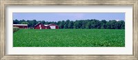 Framed Green Field with Barn, Maryland