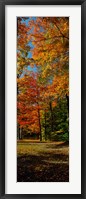 Framed Autumn trees in a forest, Orchard Park, New York