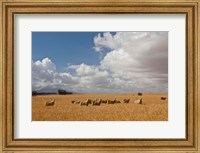 Framed Flock of Sheep Grazing in a Farm, South Africa