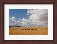 Framed Flock of Sheep Grazing in a Farm, South Africa