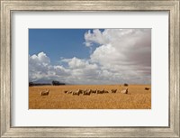 Framed Flock of Sheep Grazing in a Farm, South Africa
