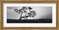 Framed Silhouette Of A Koa Tree, Big Island, Hawaii