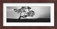 Framed Silhouette Of A Koa Tree, Big Island, Hawaii