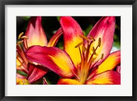 Framed Tiger lily flowers