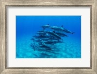 Framed Dolphins Wwimming in Pacific Ocean, Hawaii