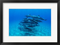 Framed Dolphins Wwimming in Pacific Ocean, Hawaii