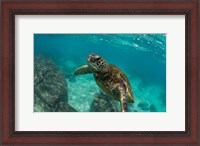 Framed Green Sea Turtle Swimming in the Pacific Ocean, Hawaii