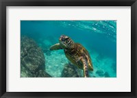 Framed Green Sea Turtle Swimming in the Pacific Ocean, Hawaii